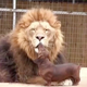 Image for article titled These cute animals helped redeem the internet this week (plus one asshole dolphin)